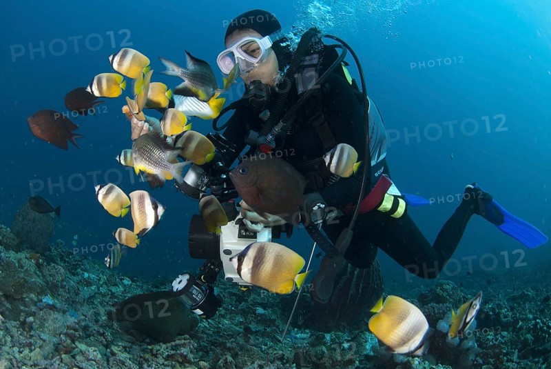 Klein's Butterflyfish (Chaetodon kleinii) shoal