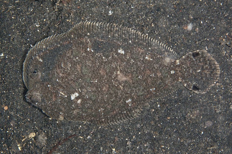 Largescale Flounder (Engyprosopon grandisquama)