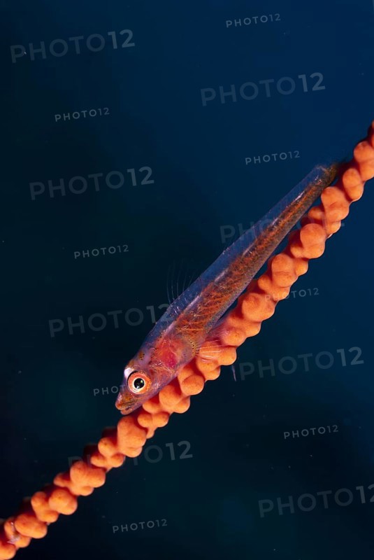 Whipcoral Dwarf Goby (Bryaninops youngei)