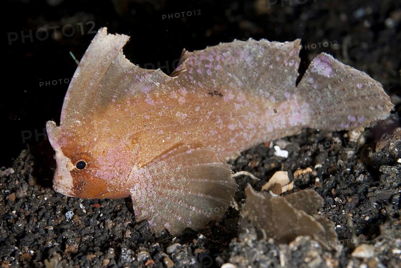 Cockatoo Leaffish (Ablabys taenianotus)