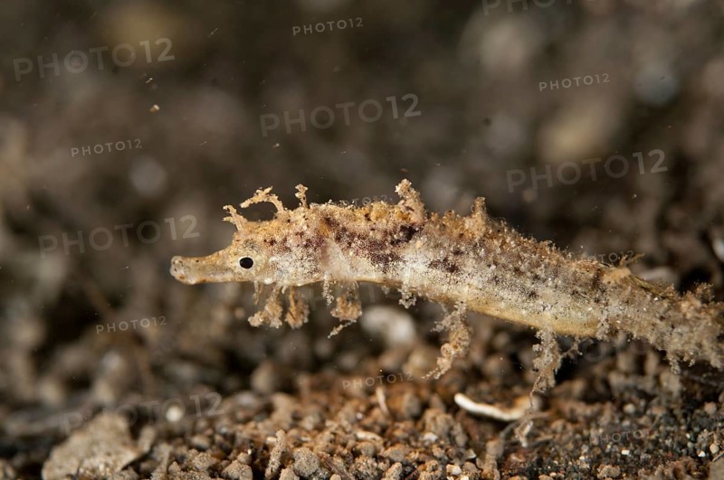 Shortpouch Pygmy Pipehorse (Acentronura tentaculata)