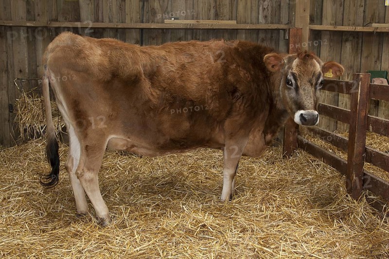 Domestic Cattle