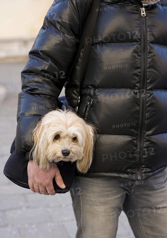 Domestic Dog