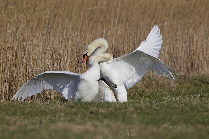Mute Swan (Cygnus olor)
