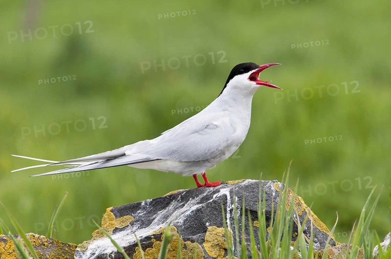 Arctic Tern (Sterna paradisaea)