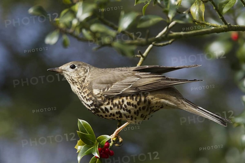 Mistle Thrush (Turdus viscivorus)