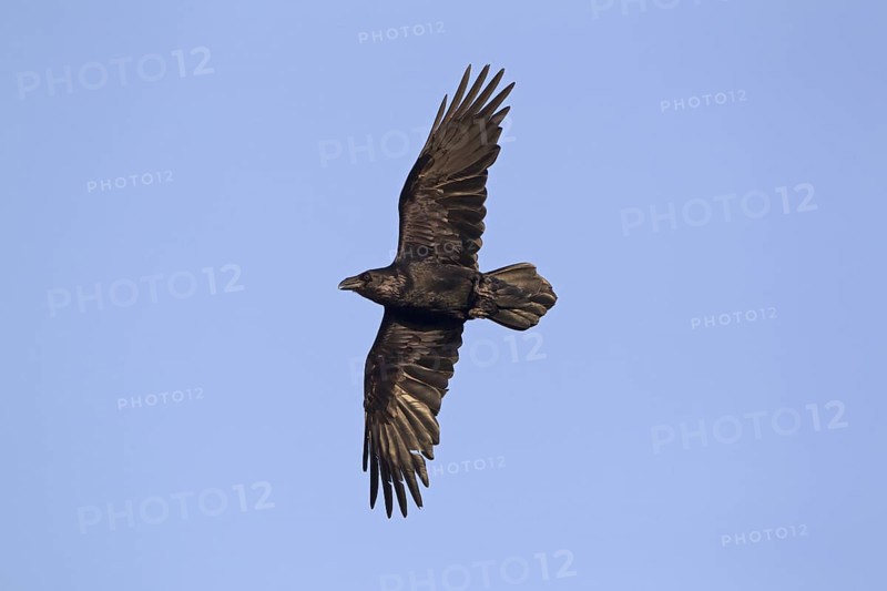 Common Raven (Corvus corax)