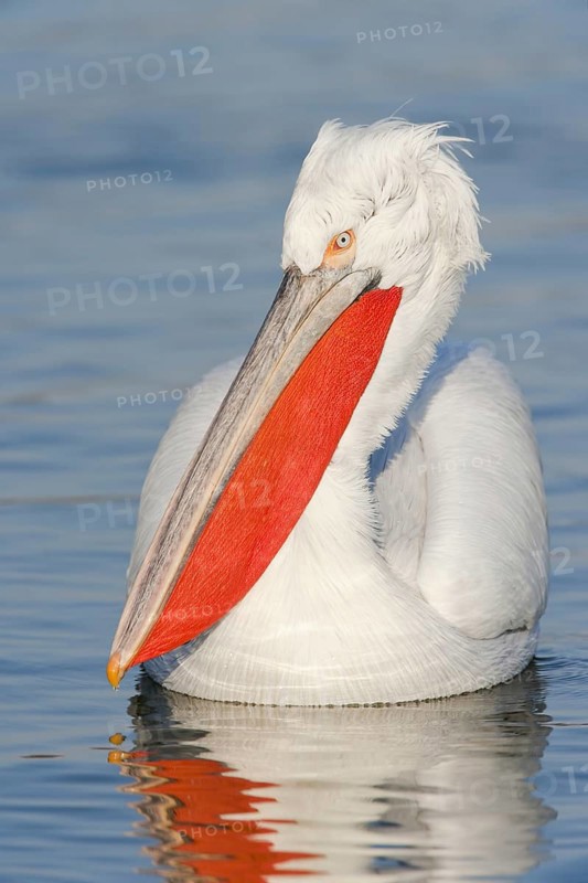 Dalmatian Pelican (Pelecanus crispus)
