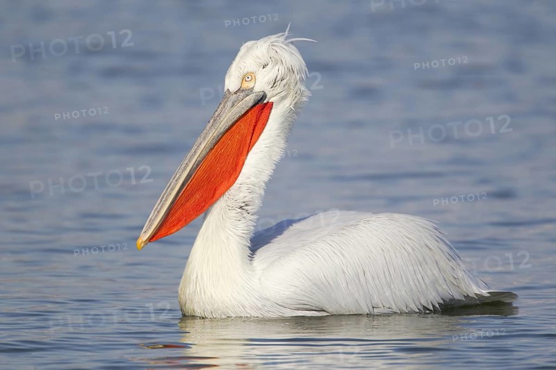 Dalmatian Pelican (Pelecanus crispus)
