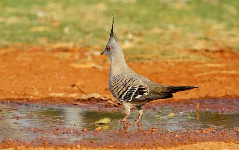 Crested Pigeon (Geophaps lophotes)