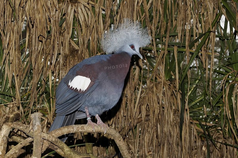 Blue Crowned-pigeon (Goura cristata)