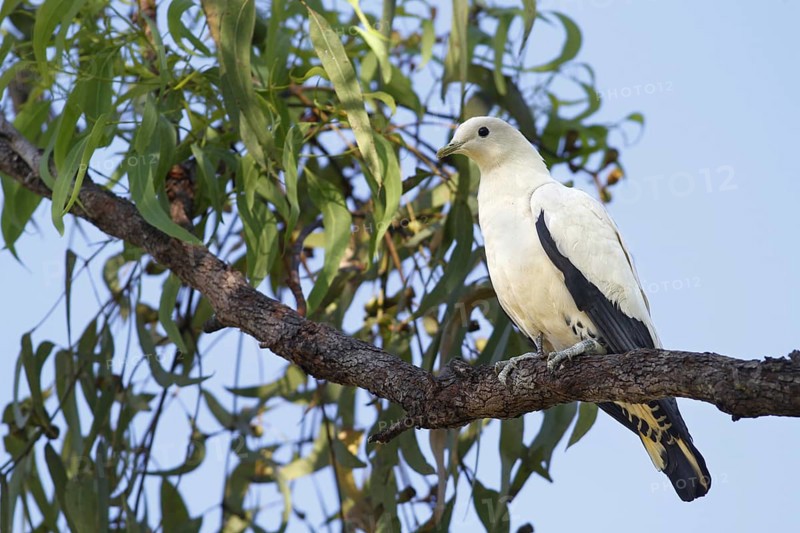 Pied Imperial-pigeon (Ducula bicolor)