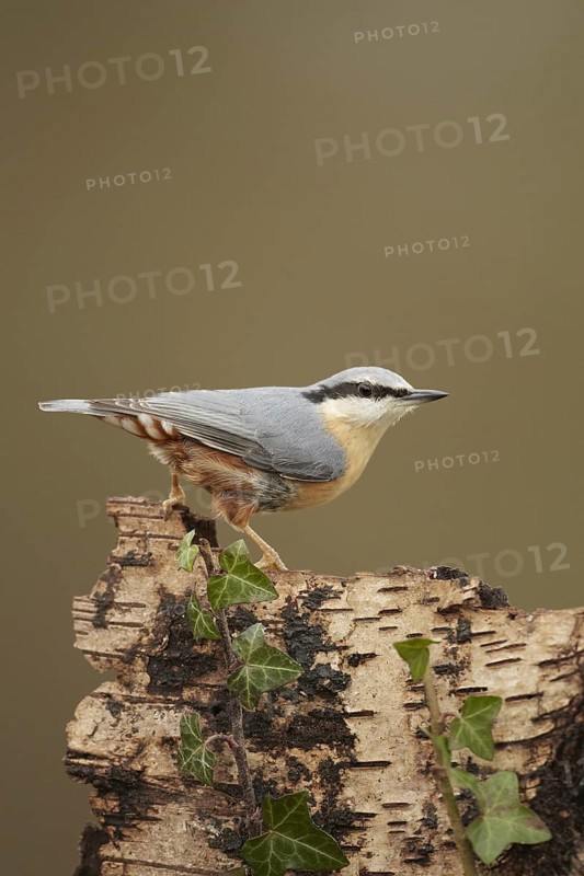 European Nuthatch (Sitta europaea)