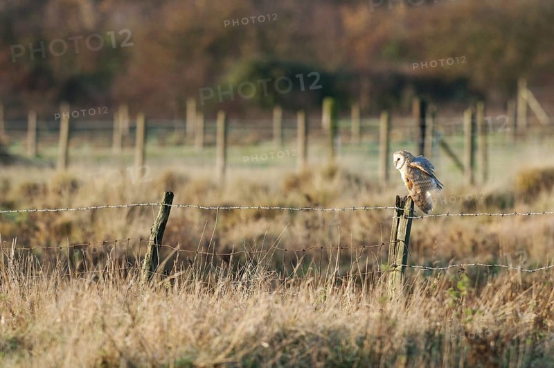 Barn Owl (Tyto alba)