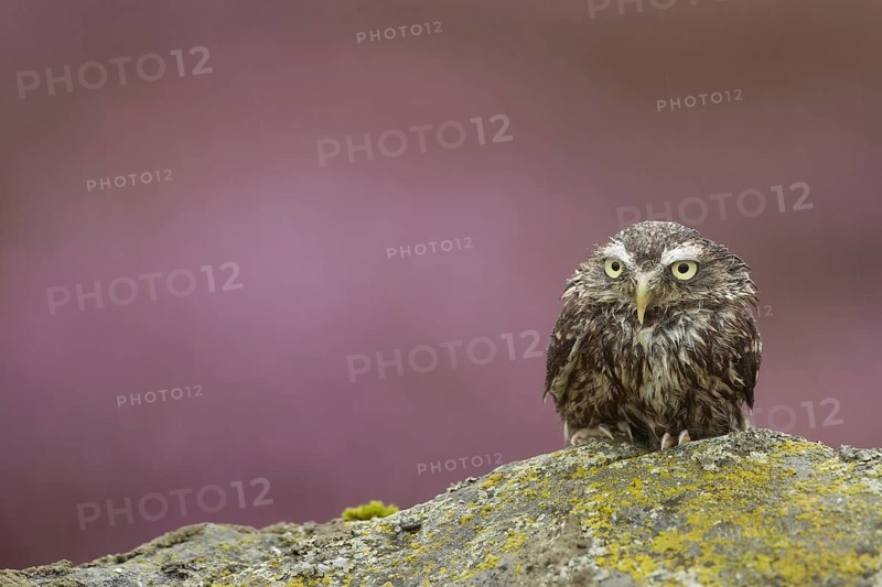 Little Owl (Athene noctua)