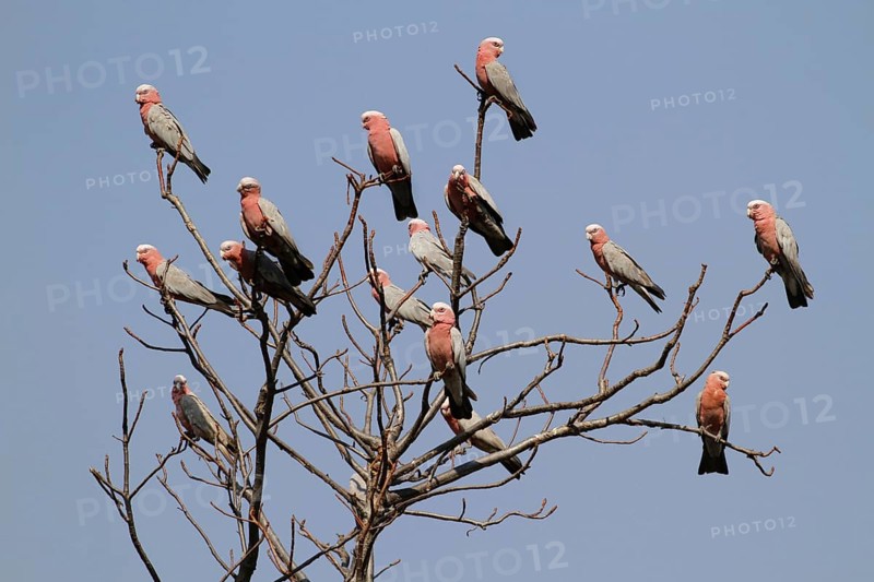 Galah (Eolophus roseicapillus)