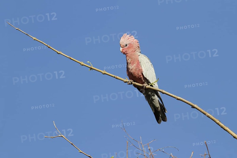 Galah (Eolophus roseicapillus)