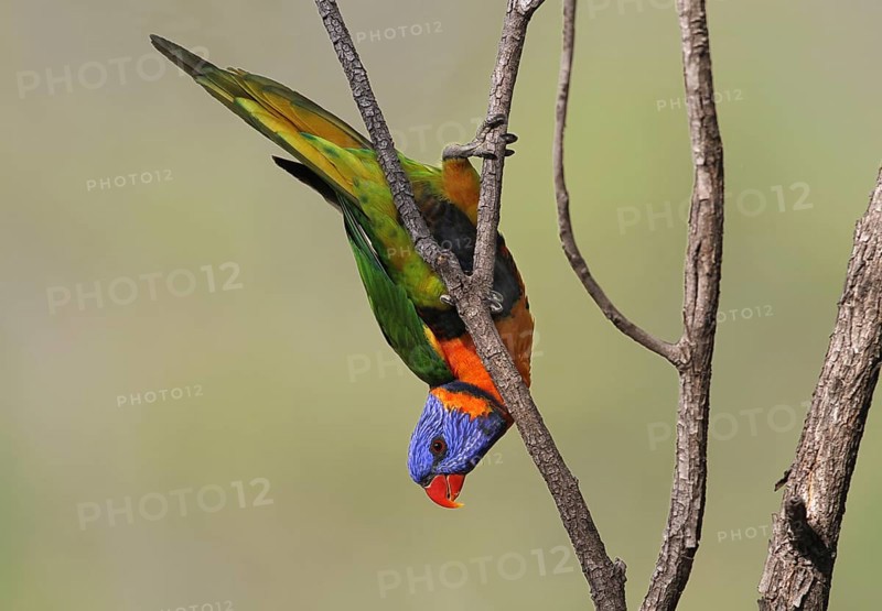 Red-collared Lorikeet (Trichoglossus rubritorquis)