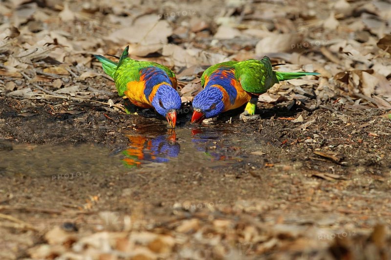 Red-collared Lorikeet (Trichoglossus rubritorquis)