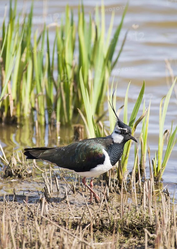 Northern Lapwing (Vanellus vanellus)