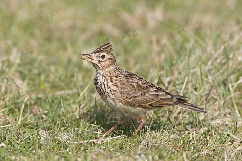 Skylark (Alauda arvensis)