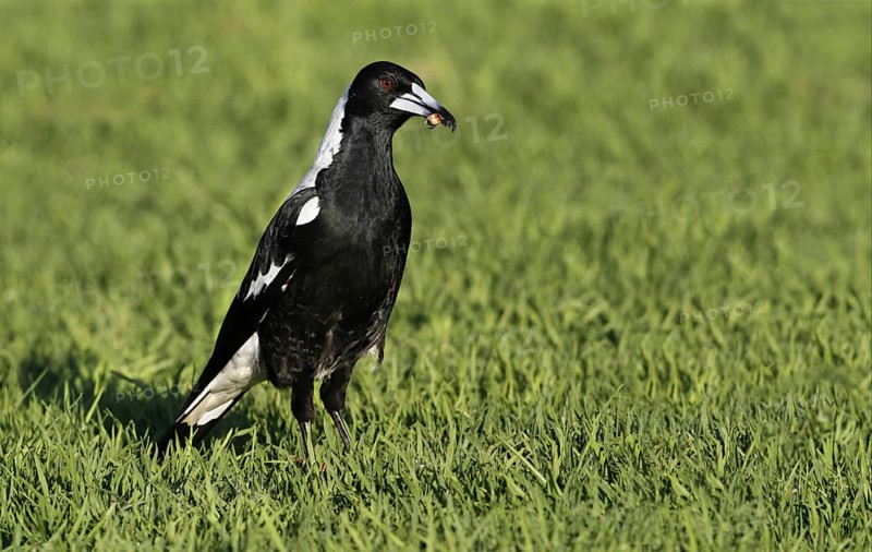 Australasian Magpie (Gymnorhina tibicen)