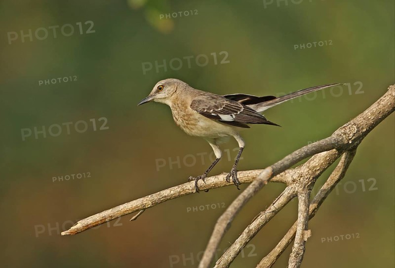 Northern Mockingbird (Mimus polyglottos orpheus)