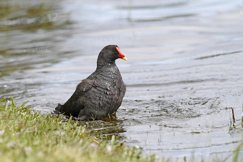 Dusky Moorhen (Gallinula tenebrosa)
