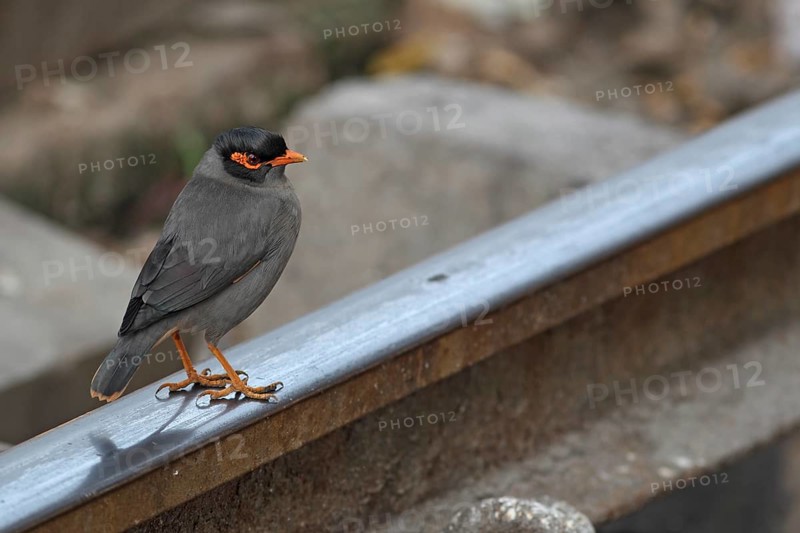 Bank Myna (Acridotheres ginginianus)