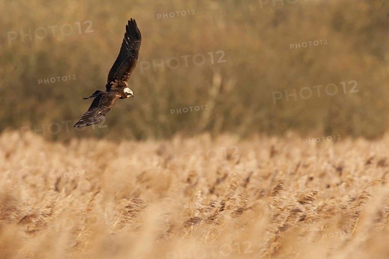 Western Marsh Harrier (Circus aeruginosus)