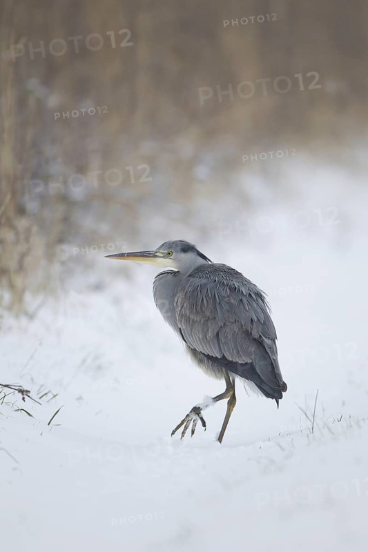 Grey Heron (Ardea cinerea)