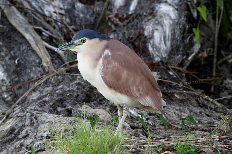 Rufous Night-heron (Nycticorax caledonicus)