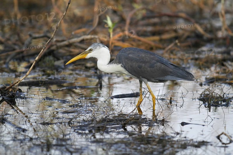 Pied Heron (Ardea picata)