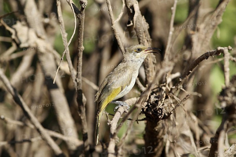Brown Honeyeater (Lichmera indistincta)