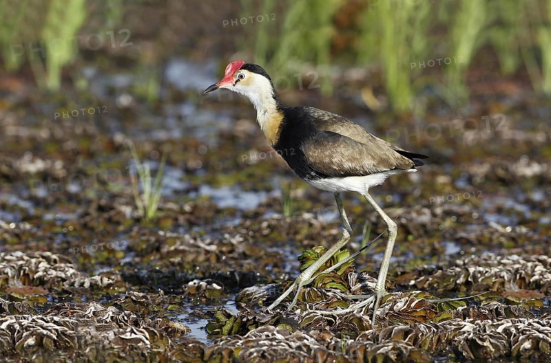 Comb-crested Jacana (Irediparra gallinacea)