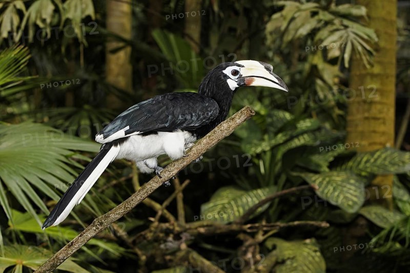 Oriental Pied Hornbill (Anthracoceros albirostris)