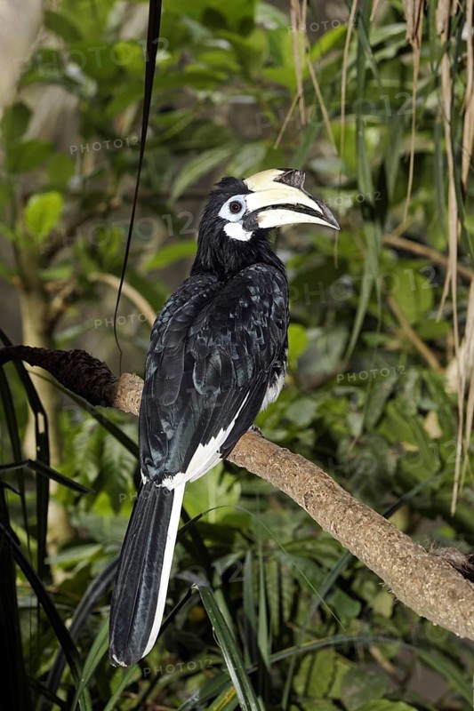 Oriental Pied Hornbill (Anthracoceros albirostris)