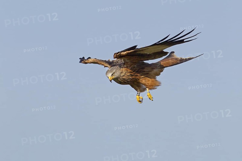 Red Kite (Milvus milvus)