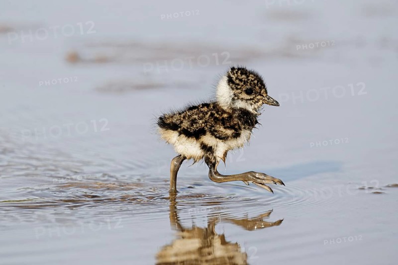 Northern Lapwing (Vanellus vanellus) chick