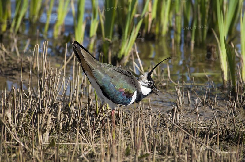 Northern Lapwing (Vanellus vanellus)