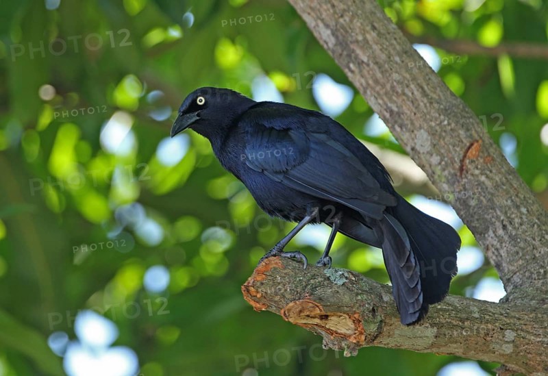 Greater Antillean Grackle (Quiscalus niger crassirostris)