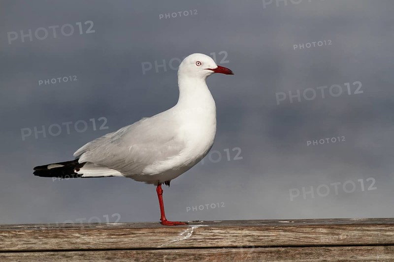 Silver Gull (Larus novaehollandiae)
