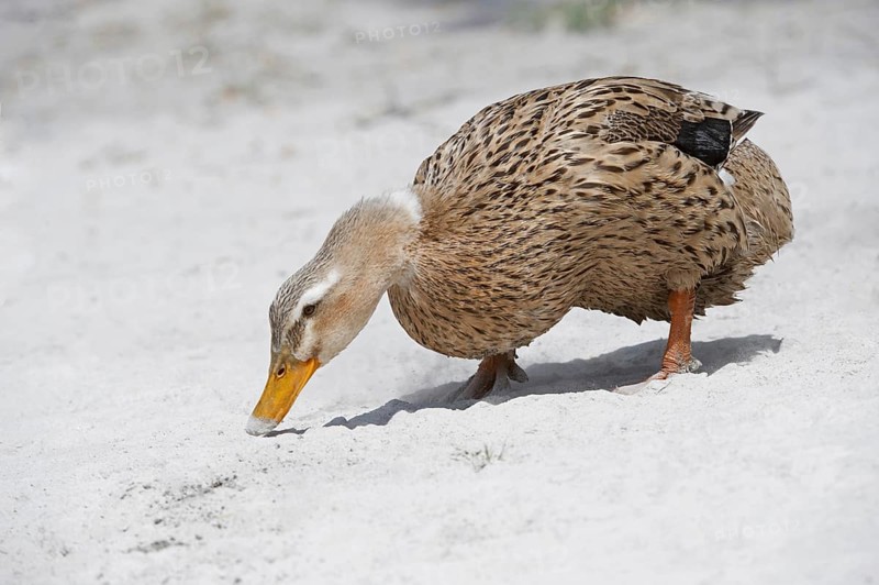 Domestic Duck