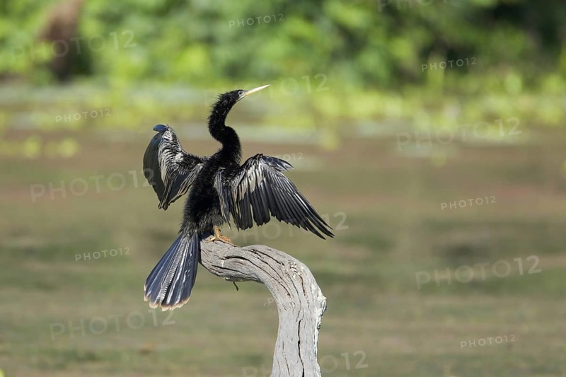 Anhinga (Anhinga anhinga)