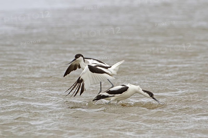 Eurasian Avocet (Recurvirostra avosetta)