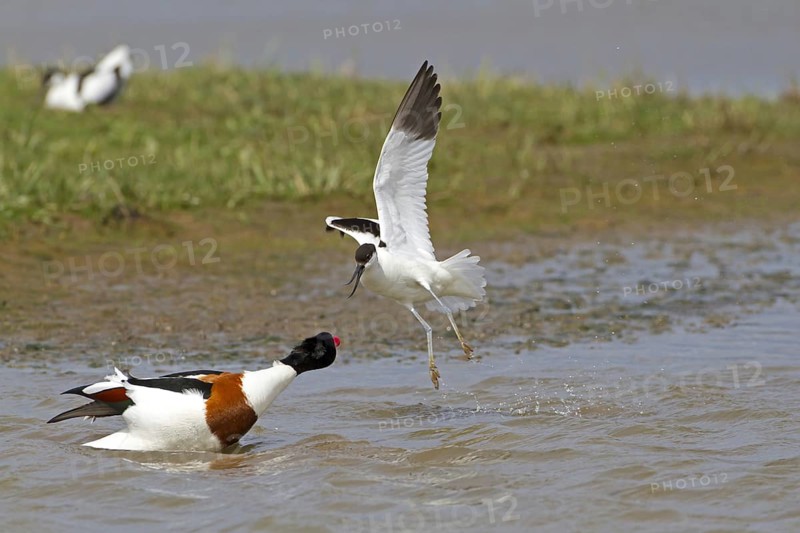 Eurasian Avocet (Recurvirostra avosetta)