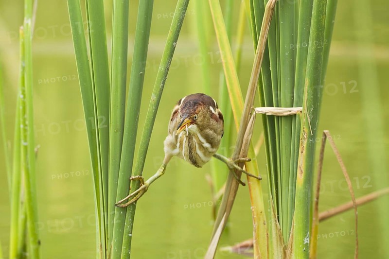 Least Bittern (Ixobrychus exilis)