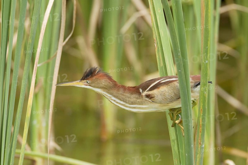Least Bittern (Ixobrychus exilis)