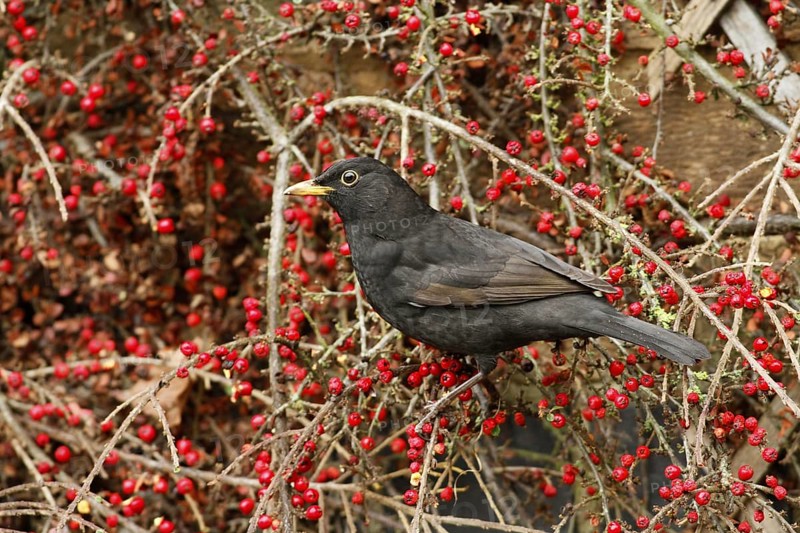 European Blackbird (Turdus merula)