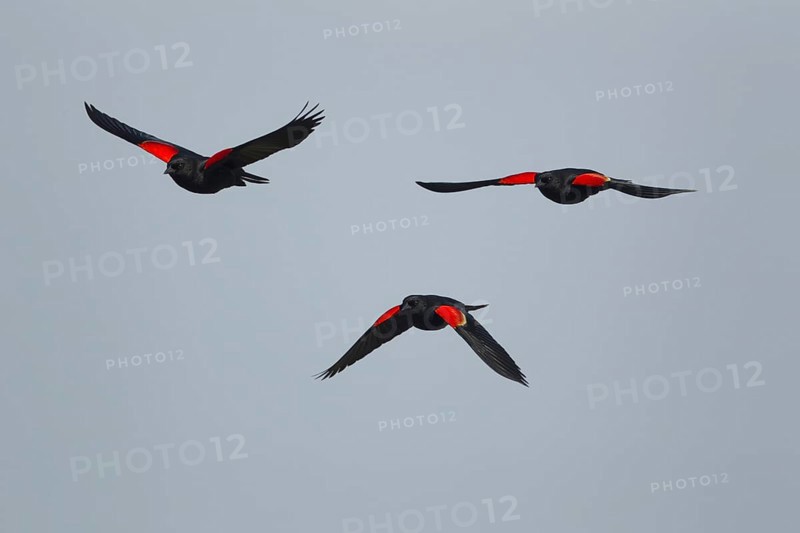 Red-winged Blackbird (Agelaius phoeniceus)